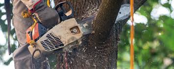 Reliable Montezuma, IA Tree Services Solutions