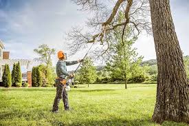 Best Hedge Trimming  in Montezuma, IA