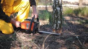 Best Tree Mulching  in Montezuma, IA